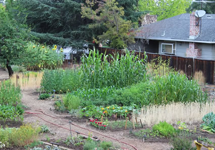 Common Ground Garden Mini-Farm Site